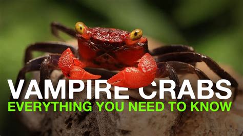 vampire crab tsuki|VAMPIRE CRAB: CARE GUIDES .